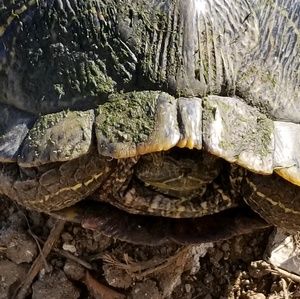 Meet your Posher, Coby